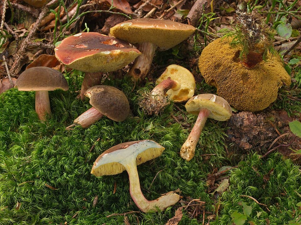 Hřib sametový (Xerocomellus pruinatus)