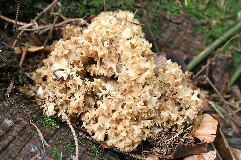 Kotrč kadeřavý (Sparassis crispa) — alternativní pohled