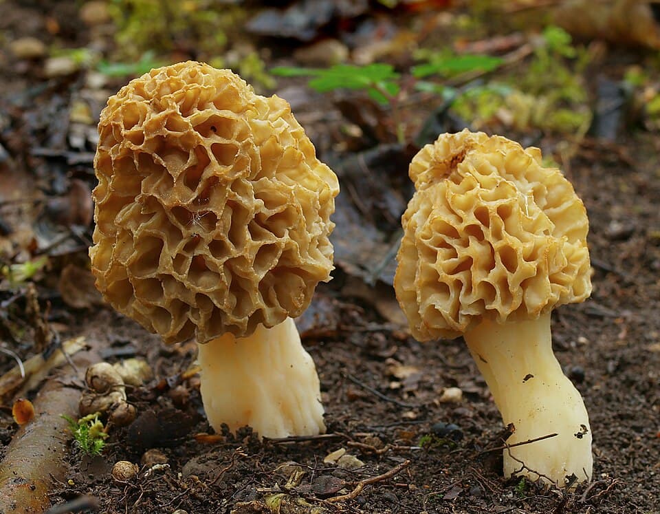 Smrž obecný (Morchella esculenta) — alternativní pohled