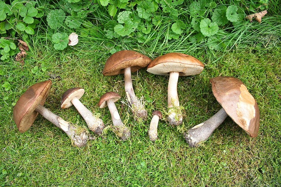 Kozák březový (Leccinum scabrum) — alternativní pohled