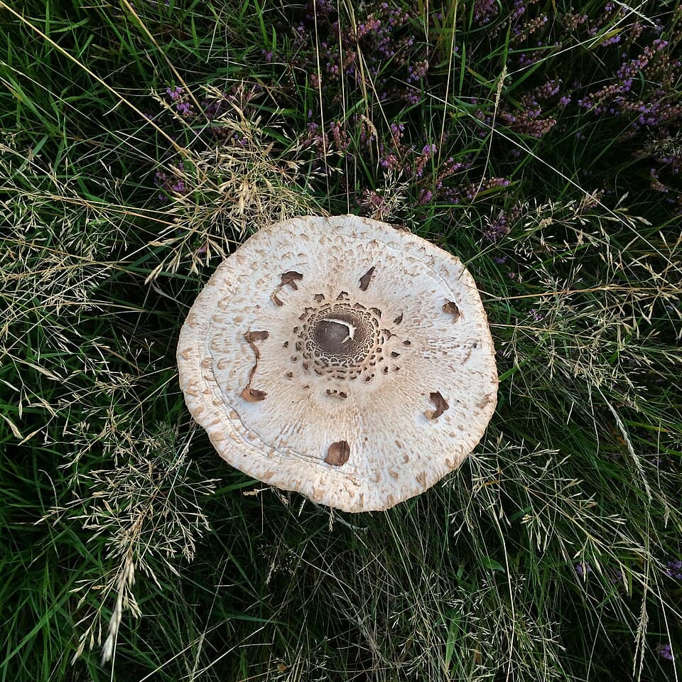 Bedla vysoká (Macrolepiota procera) — alternativní pohled