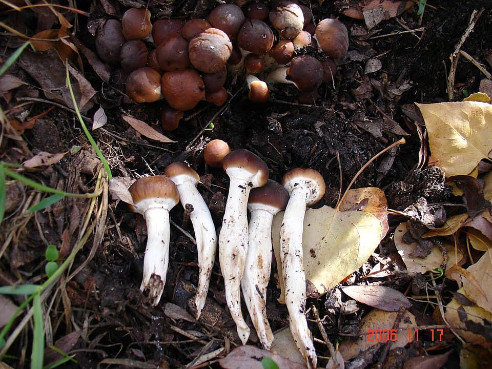 Čirůvka topolová (Cyclocybe cylindracea) — alternativní pohled