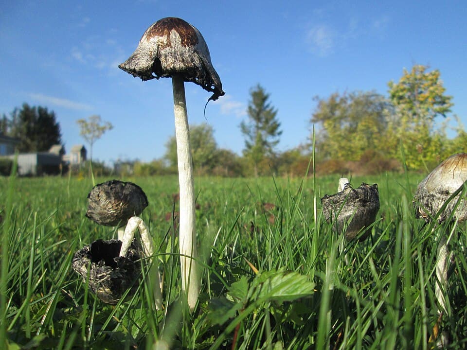 Hnojník inkoustový (Coprinopsis atramentaria)
