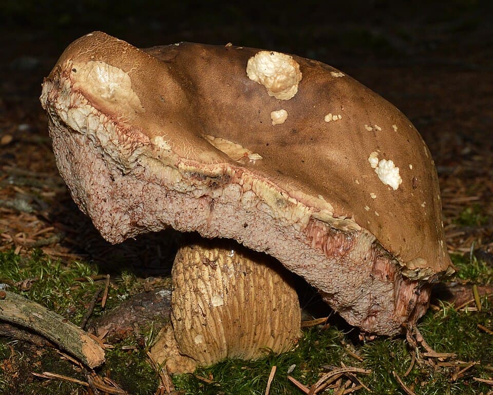 Hřib žlučník (Tylopilus felleus)