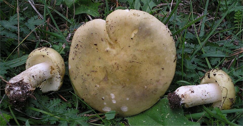 Holubinka jízlivá (Russula sardonia)