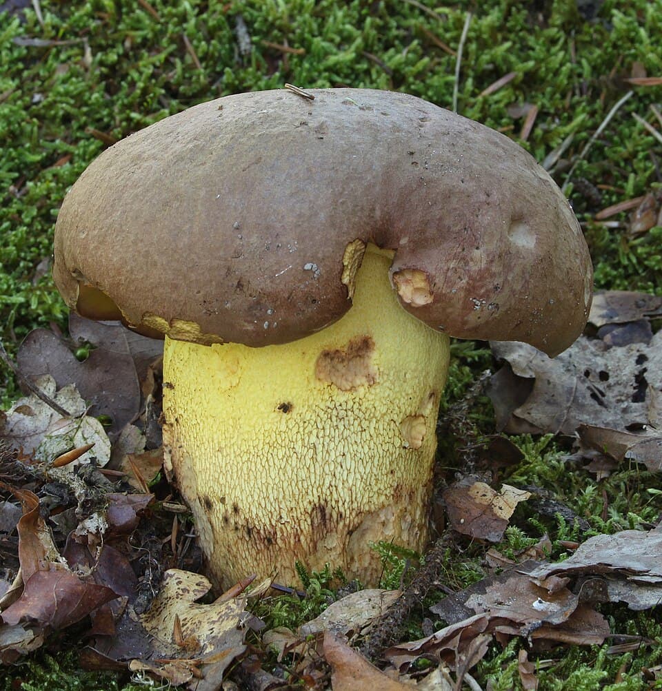 Hřib přívěskatý (Butyriboletus appendiculatus) — alternativní pohled