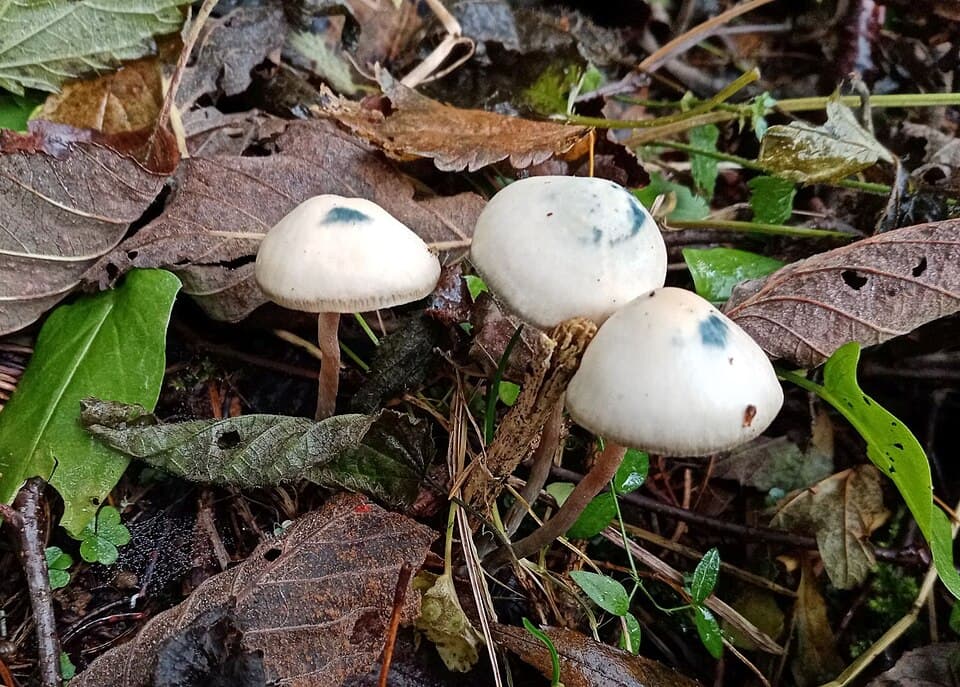 Lysohlávka česká (Psilocybe bohemica)