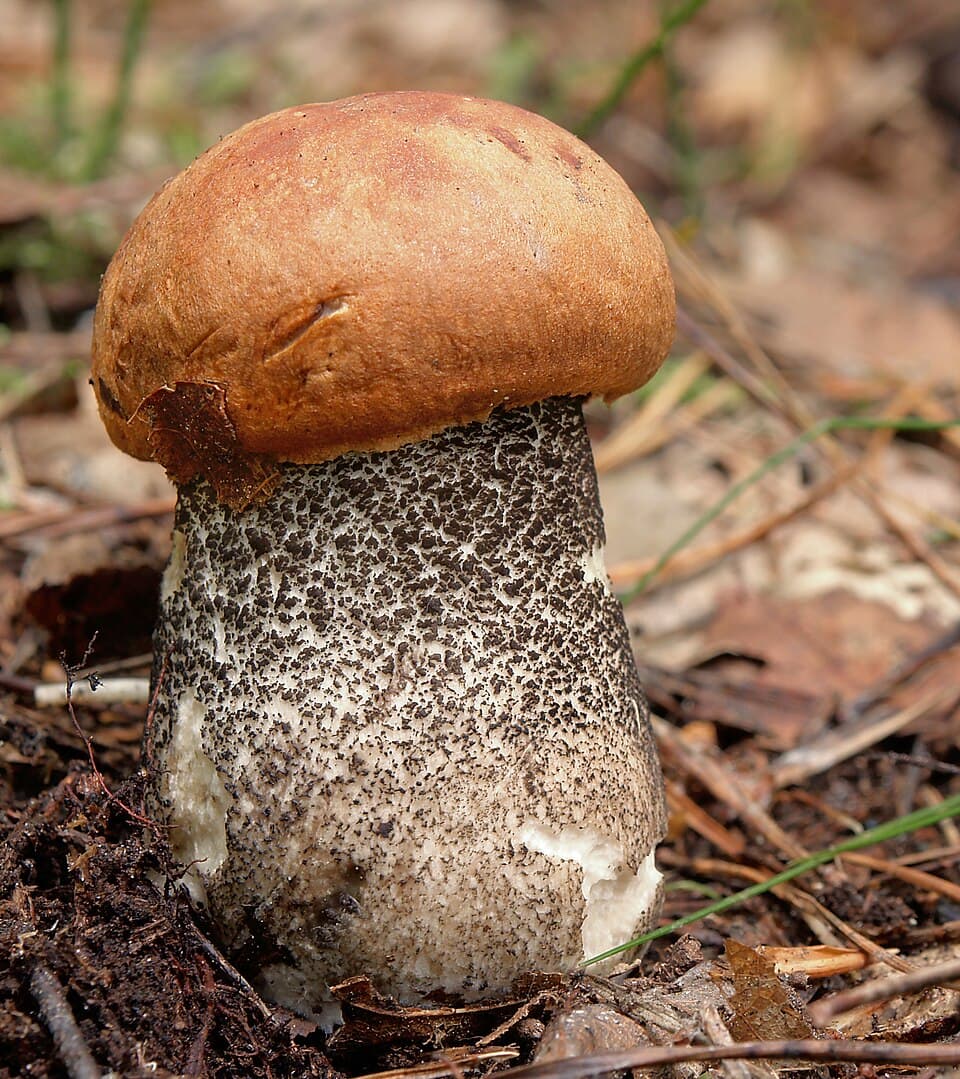 Kozák osikový (Leccinum albostipitatum) — alternativní pohled