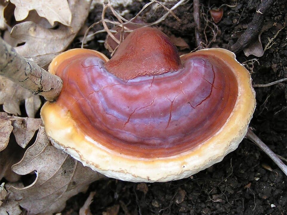 Lesklokorka lesklá (Ganoderma lucidum)