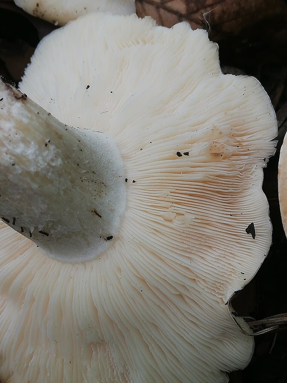 Čirůvka májovka (Calocybe gambosa)