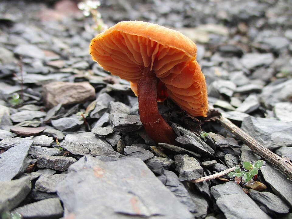 Čepičatka jehličnanová (Galerina marginata)