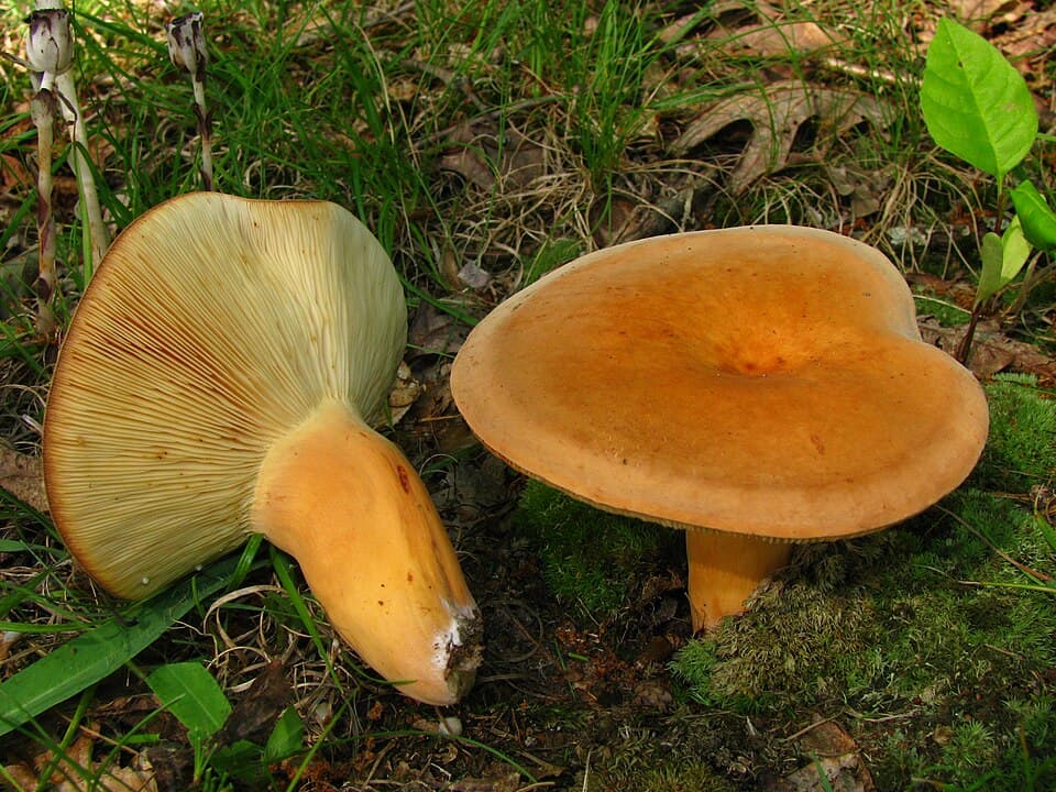 Ryzec syrovinka (Lactarius volemus)