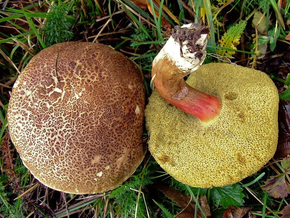Hřib žlutomasý (Xerocomellus chrysenteron)