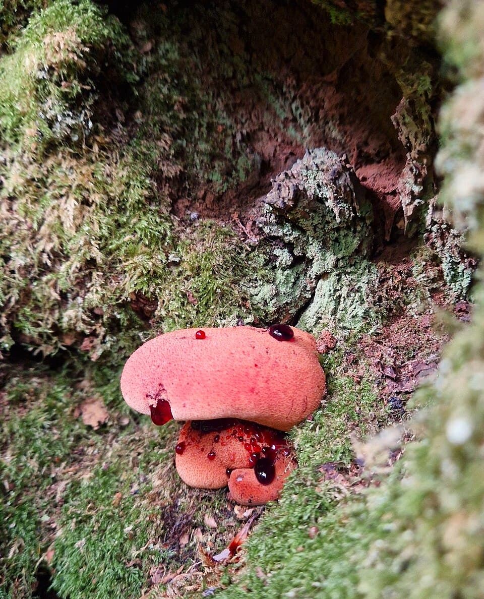 Masák červenavý (Fistulina hepatica) — alternativní pohled