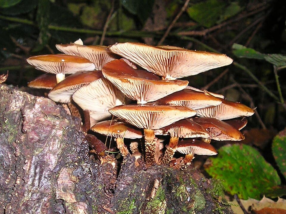 Opeňka měnlivá (Kuehneromyces mutabilis)