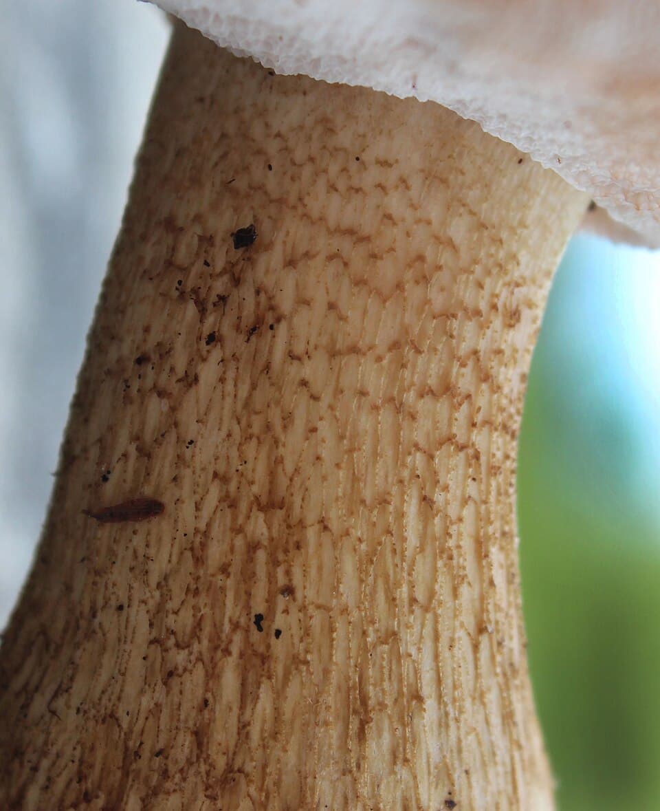 Hřib žlučový (Tylopilus felleus) — alternativní pohled
