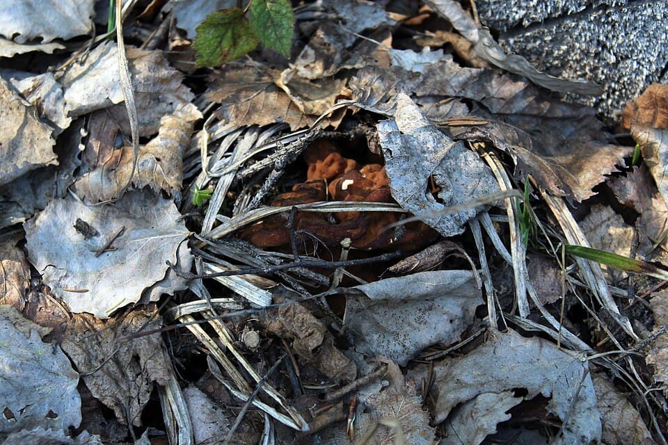 Ucháč obrovský (Gyromitra gigas)
