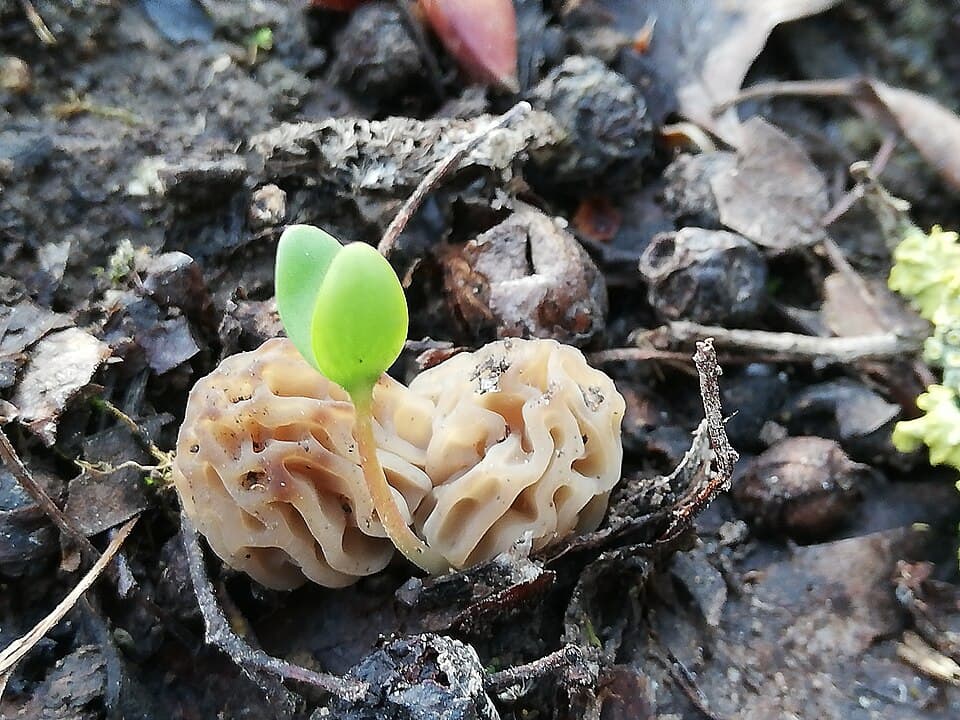 Kačenka česká (Verpa bohemica)