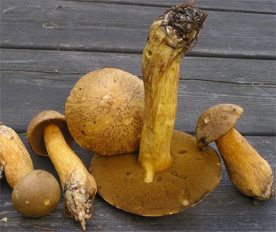 Klouzek strakoš (Suillus variegatus) — alternativní pohled