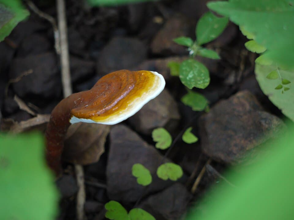 Lesklokorka lesklá (Ganoderma lucidum) — alternativní pohled