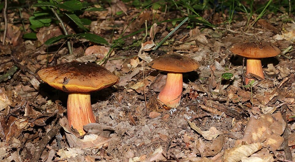 Hřib kovář (Neoboletus luridiformis) — alternativní pohled