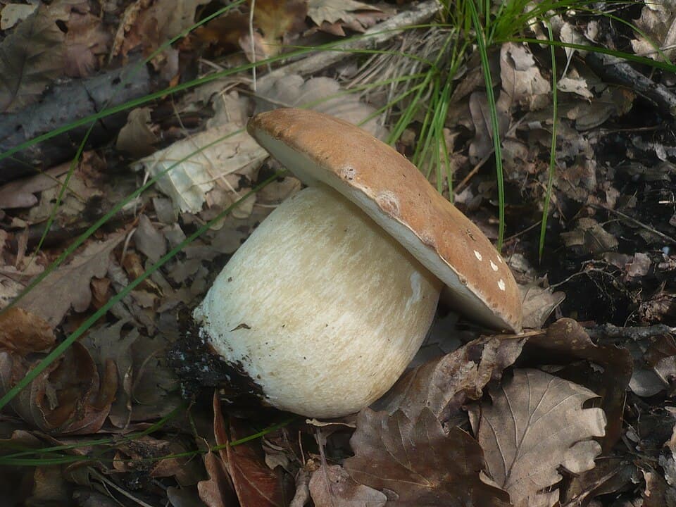 Hřib dubový (Boletus reticulatus) — alternativní pohled