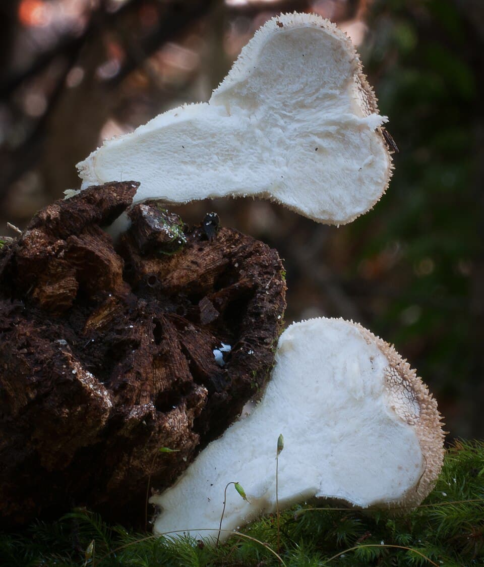 Pýchavka obecná (Lycoperdon perlatum)