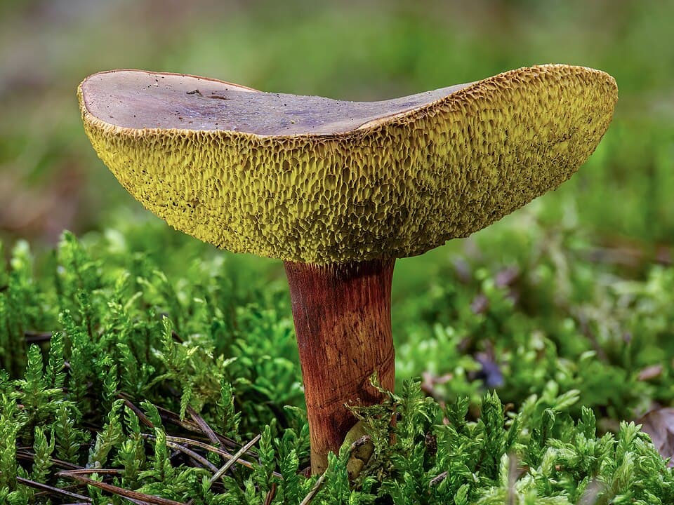 Hřib žlutomasý (Xerocomellus chrysenteron) — alternativní pohled