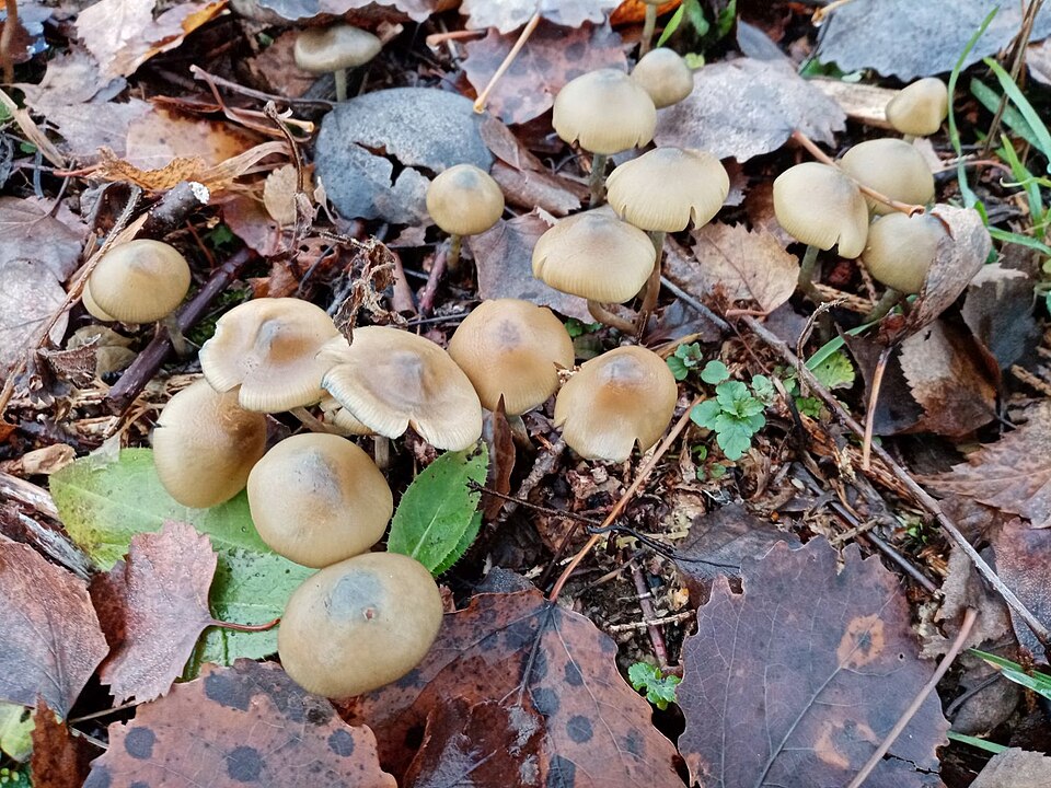 Lysohlávka česká (Psilocybe bohemica) — alternativní pohled
