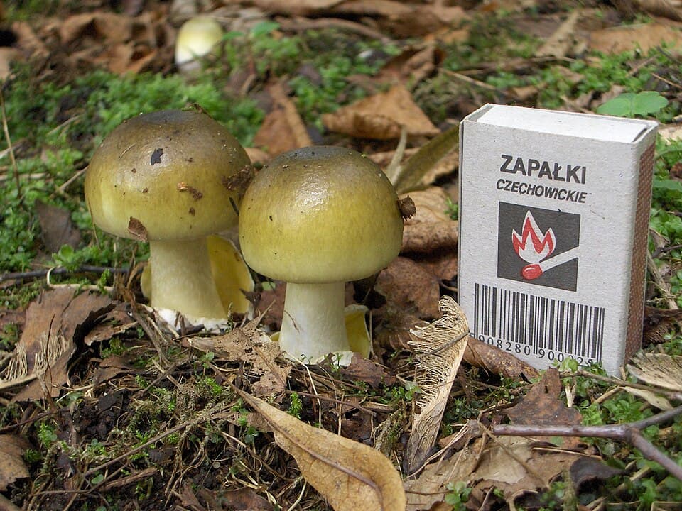 Muchomůrka zelená (Amanita phalloides) — alternativní pohled
