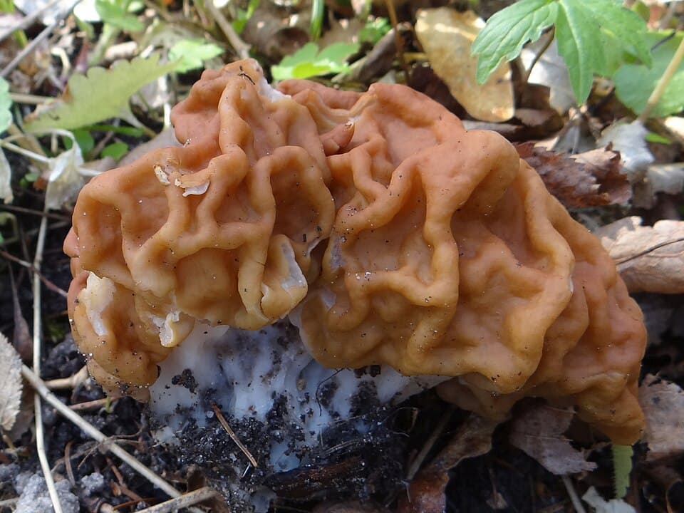 Ucháč obrovský (Gyromitra gigas) — alternativní pohled