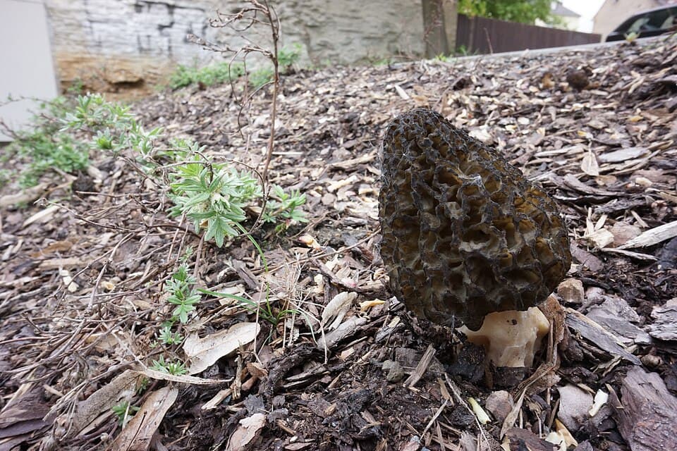 Smrž kuželovitý (Morchella conica) — alternativní pohled