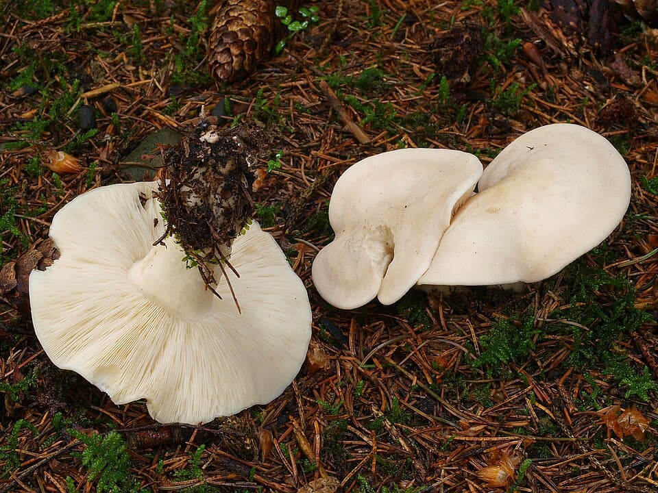 Čirůvka májovka (Calocybe gambosa) — alternativní pohled