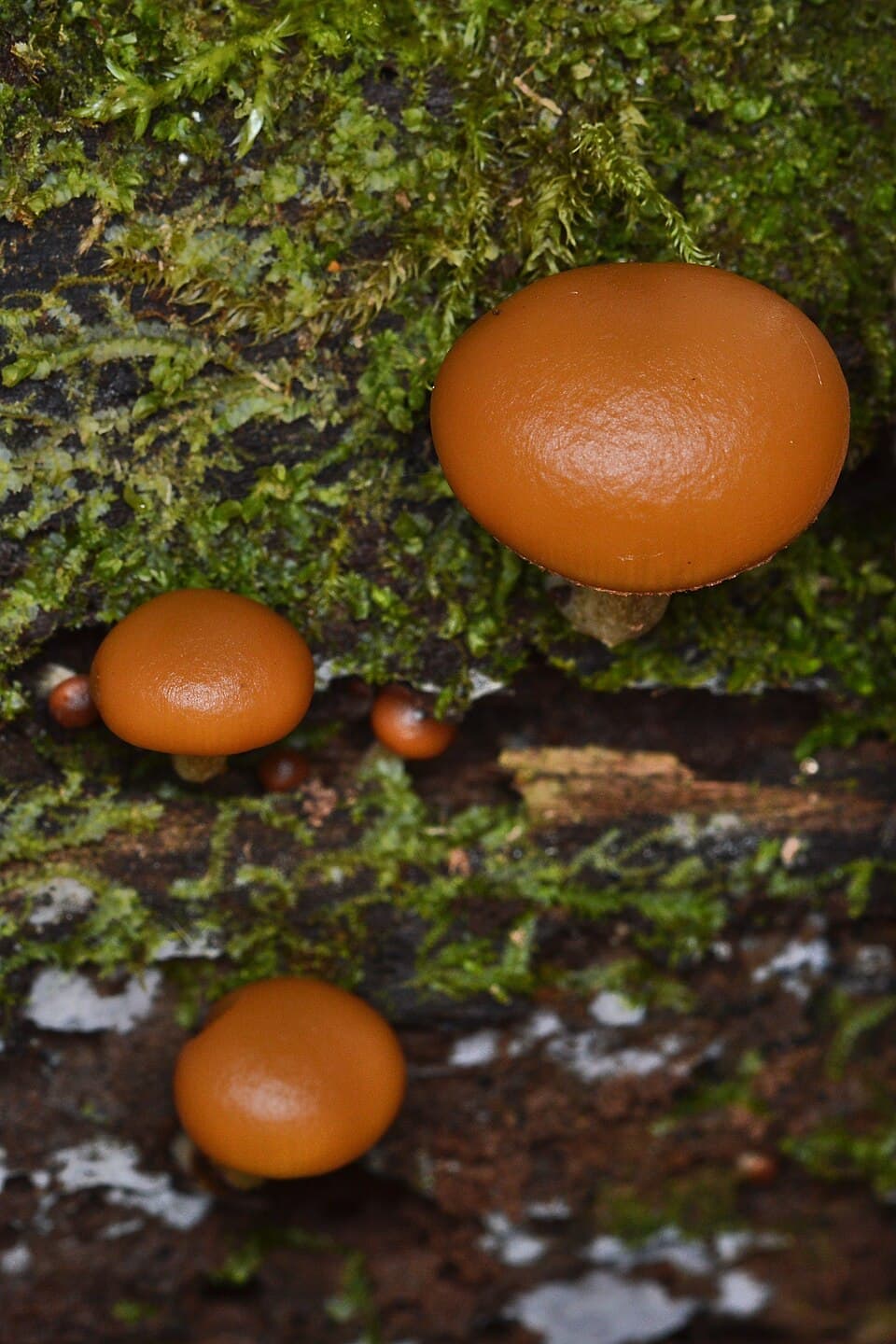 Čepičatka jehličnanová (Galerina marginata) — alternativní pohled