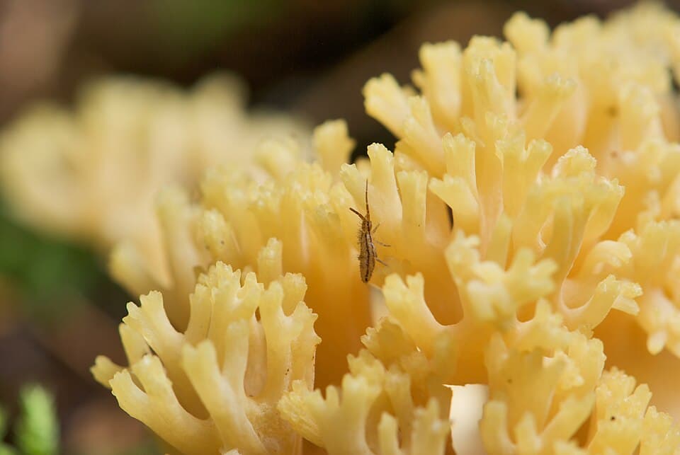 Kuřátka žlutá (Ramaria flava) — alternativní pohled