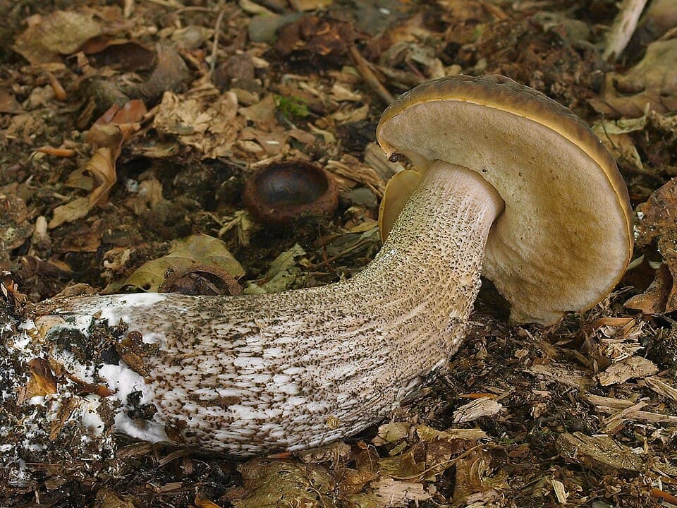Kozák habrový (Leccinum pseudoscabrum) — alternativní pohled