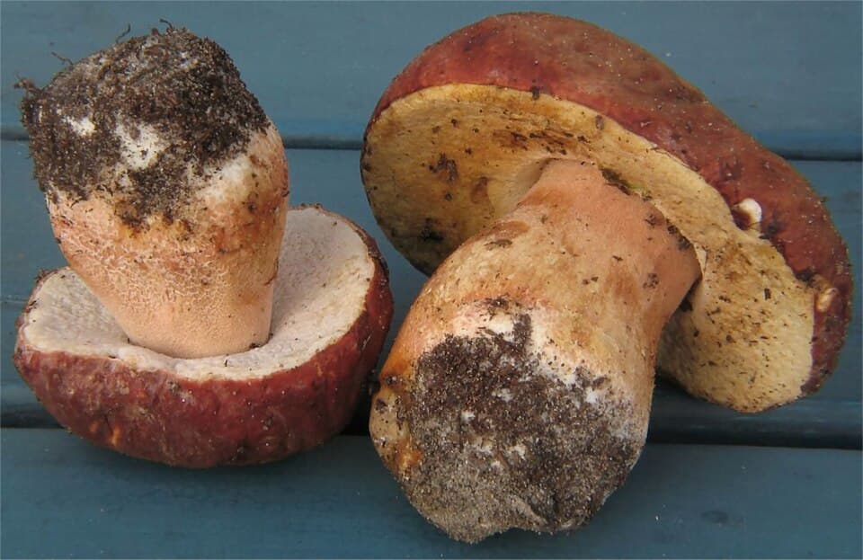 Hřib borový (Boletus pinophilus) — alternativní pohled