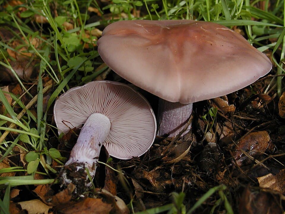 Čirůvka fialová (Lepista nuda) — alternativní pohled