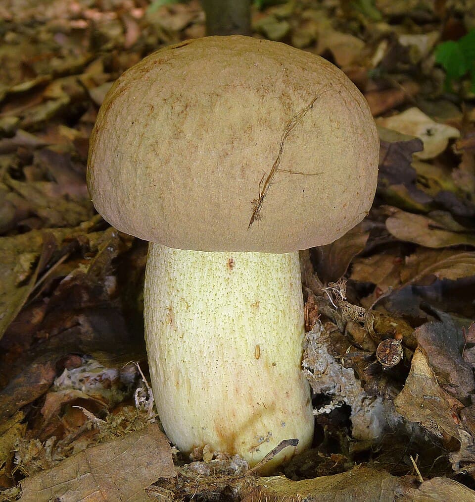 Hřib žlutomasý (Hemileccinum impolitum) — alternativní pohled