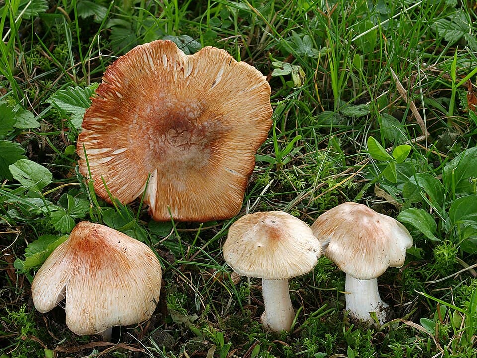 Vláknice začervenalá (Inocybe erubescens)